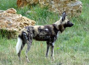 Lycaon (Lycaon pictus)