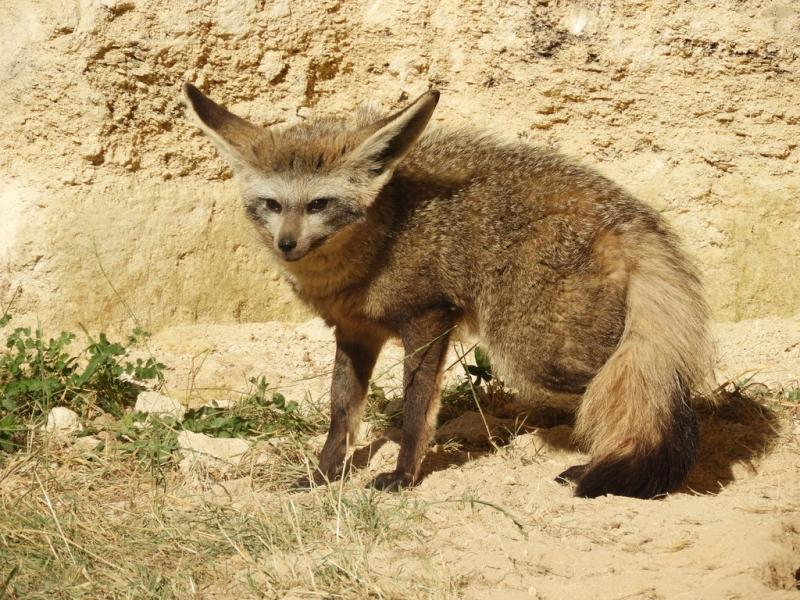 Otocyon (Otocyon megalotis)