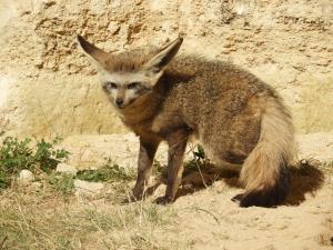 Otocyon (Otocyon megalotis)