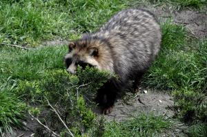 Chien viverrin (Nyctereutes procyonoides)