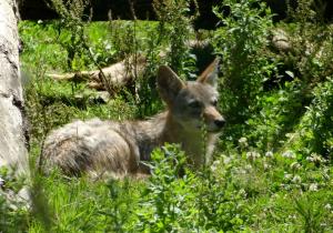 Coyote (Canis latrans)
