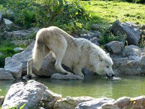 Loup arctique (Canis lupus arctos)