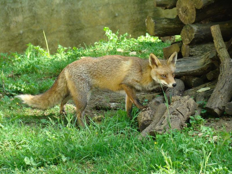 Renard roux (Vulpes vulpes)