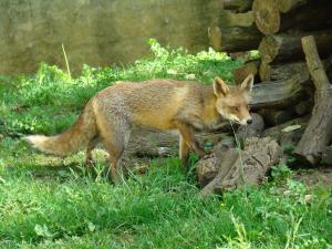 Renard roux (Vulpes vulpes)
