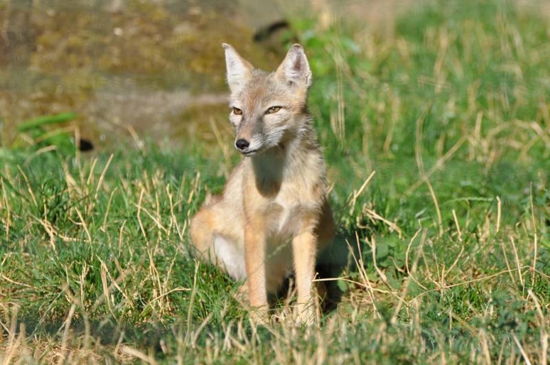 Renard corsac (Vulpes corsac)