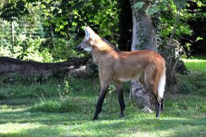 Loup à crinière (Chrysocyon brachyurus)