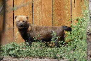 Chien des buissons (Speothos venaticus)