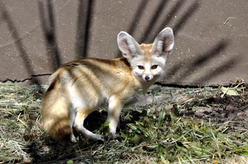 Fennec (Vulpes zerda)