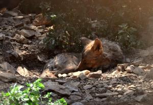 Loup ibérique (Canis lupus signatus)