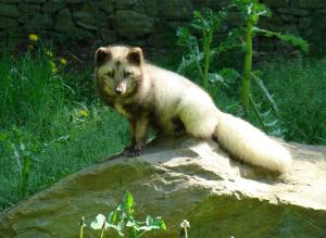 Renard polaire (Vulpes lagopus)