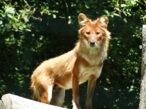 Dhole (Cuon alpinus lepturus)