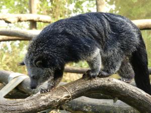 Carnivores