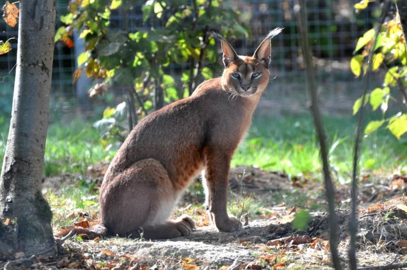 Caracal (Caracal caracal)