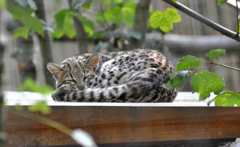 Chat de Geoffroy (Leopardus geoffroyi)