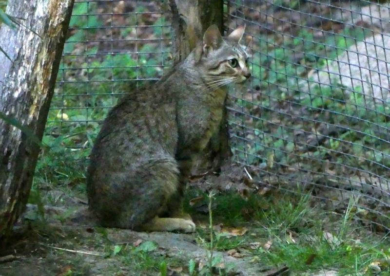 Chat sauvage de Gordon (Felis silvestris gordoni)
