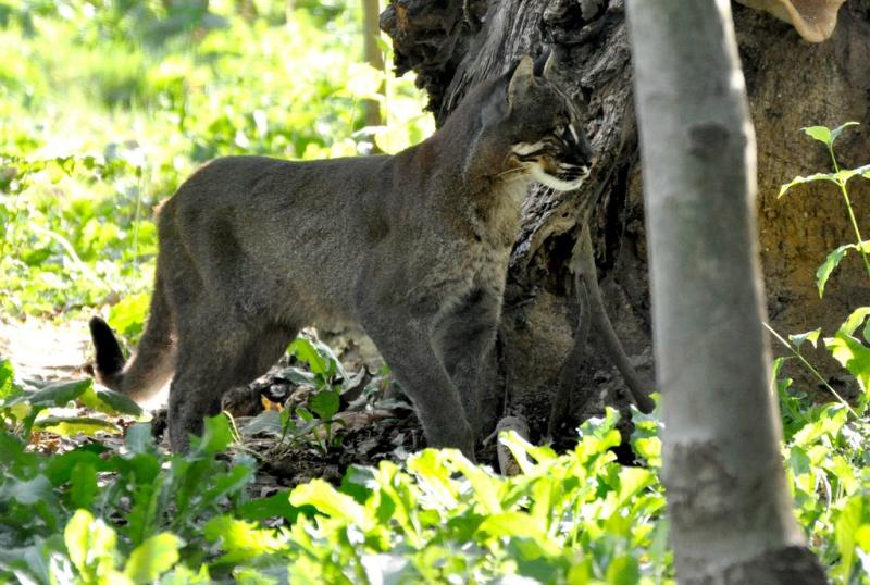 Chat de Temminck (Catopuma temminckii temminckii)