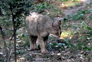 Chat des marais (Felis chaus)