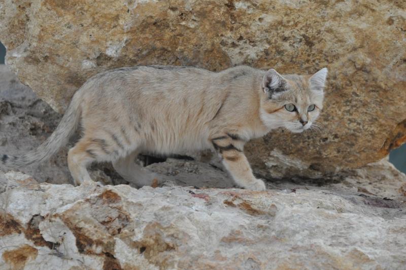 Chat des sables (Felis margarita)