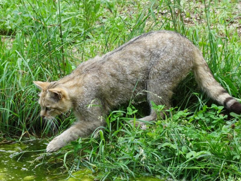 Chat forestier (Felis silvestris)