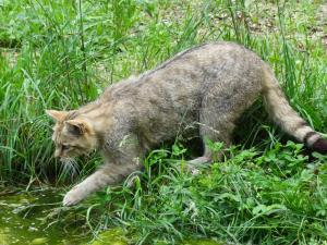 Chat forestier (Felis silvestris)