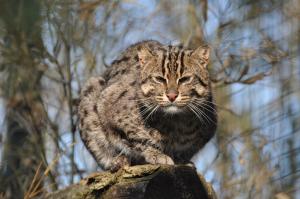 Chat pécheur (Prionailurus viverrinus)