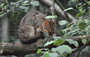 Chat rubigineux (Prionailurus rubiginosus)