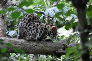 Chat-léopard de Sibérie (Prionailurus bengalensis euptilura)