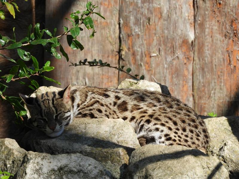 Chat-léopard du Bengale (Prionailurus bengalensis euptilura)