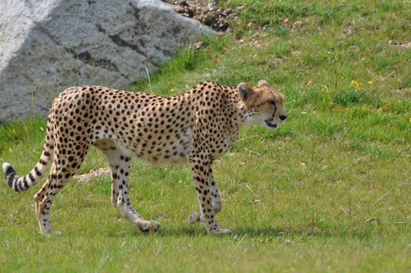 Guépard (Acinonyx jubatus soemmeringii)