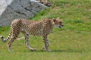 Guépard (Acinonyx jubatus soemmeringii)