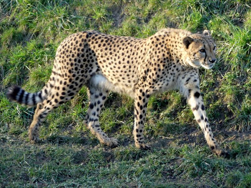 Guépard (Acinonyx jubatus)