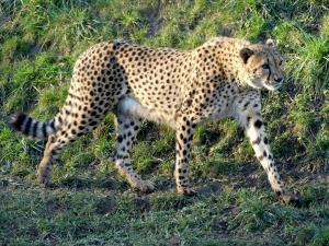 Guépard (Acinonyx jubatus)