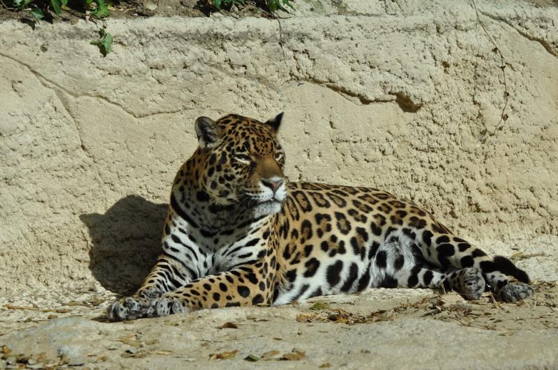 Jaguar (Panthera onca)