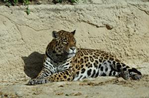Jaguar (Panthera onca)