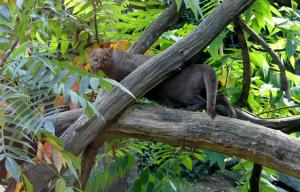 Jaguarondi (Puma yagouaroundi)