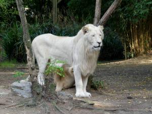  Lion blanc(Panthera leo krugeri )