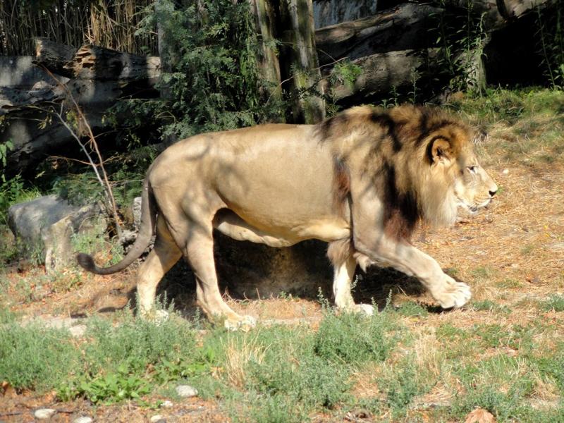 Lion d'Asie (Panthera leo persica)