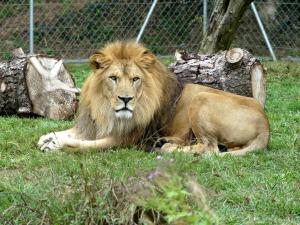 Lion de l'Atlas (Panthera leo leo)
