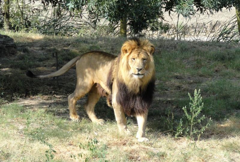Lion (Panthera leo)