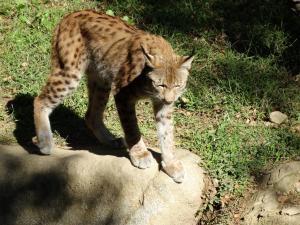 Lynx des Carpates (Lynx lynx carpathicus)