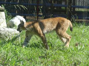 Lynx boréal (Lynx lynx)