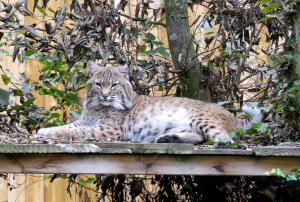 Lynx roux (Lynx rufus)