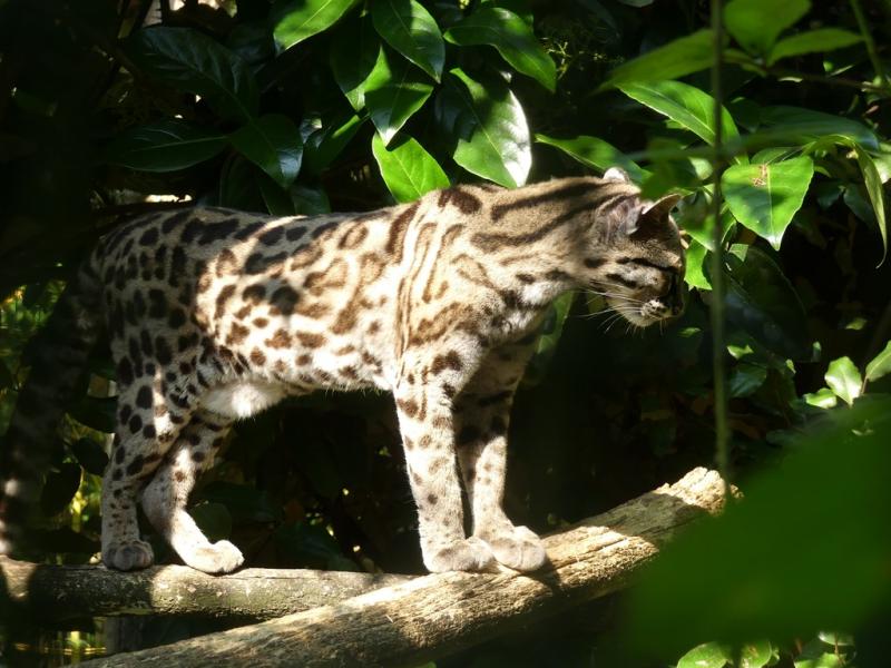 Margay (Leopardus wiedii)