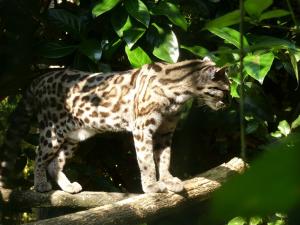 Margay (Leopardus wiedii)