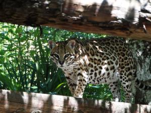 Ocelot (Leopardus pardalis)