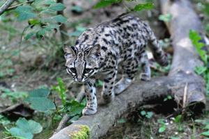 Oncille (Leopardus tigrinus)