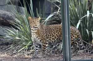 Panthère de Chine du Nord (Panthera pardus japonensis)