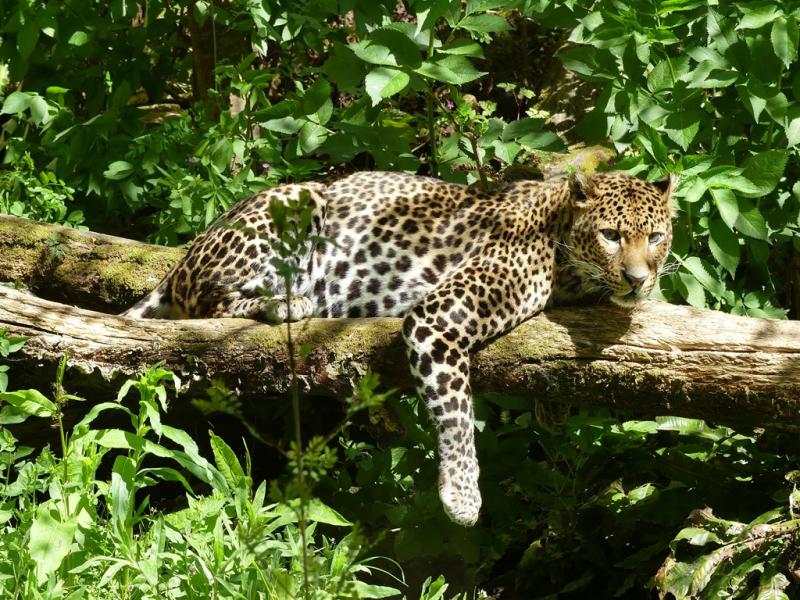 Panthère de Java (Panthera pardus melas)