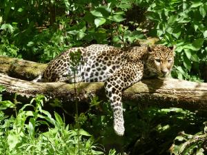 Panthère de Java (Panthera pardus melas)