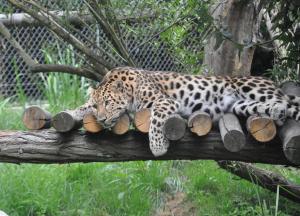 Panthère de l'Amour (Panthera pardus orientalis)